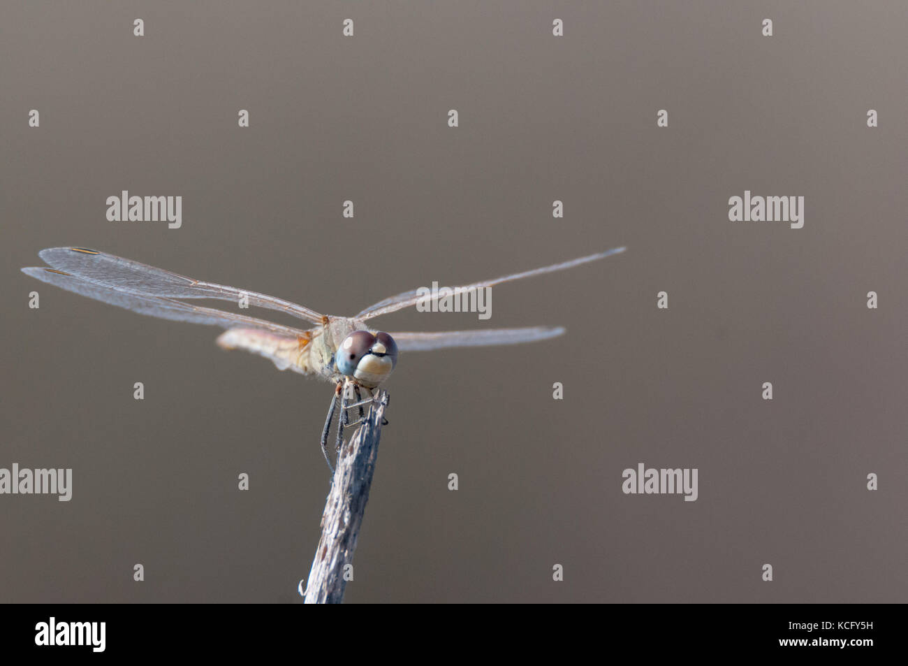 Ritratto di libellula su un ramoscello Foto Stock