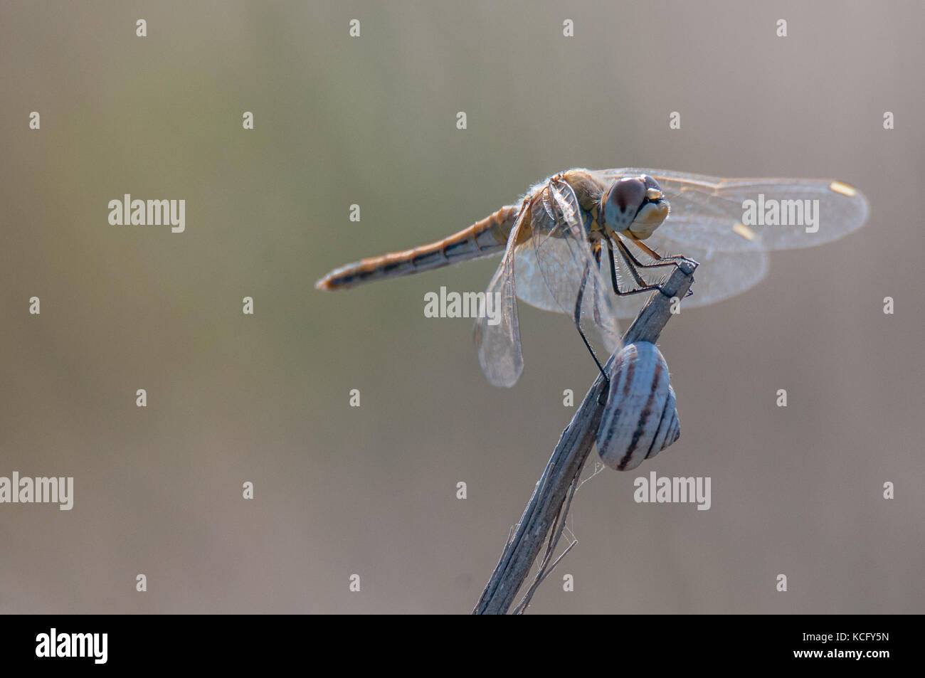 Dragonfly close up ritratto Foto Stock