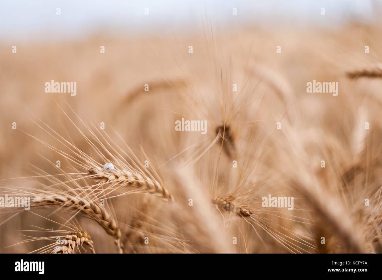 Chiudere fino a secco campo di grano in estate Foto Stock