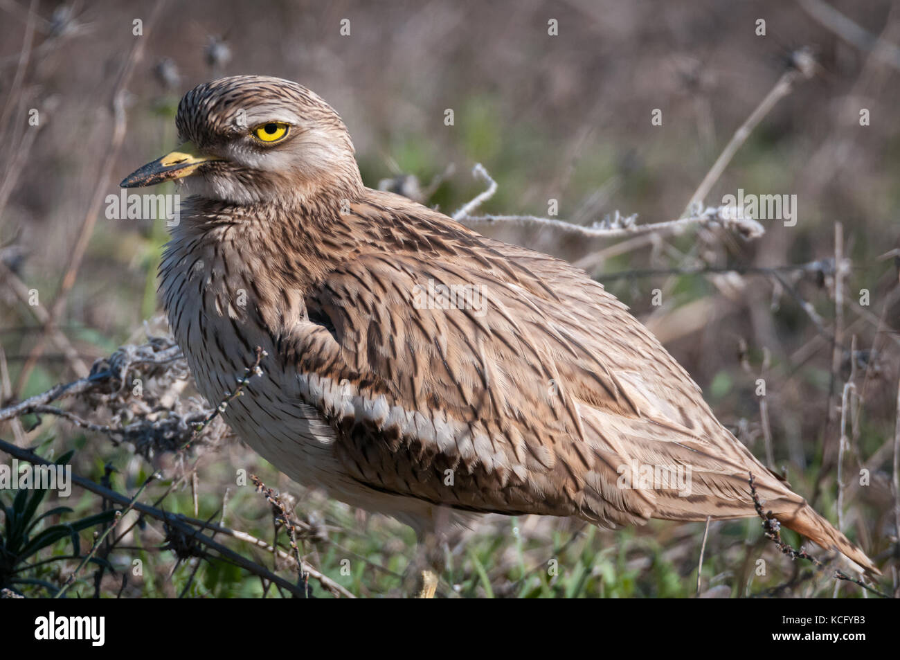 Stone curlew bird close up ritratto Foto Stock