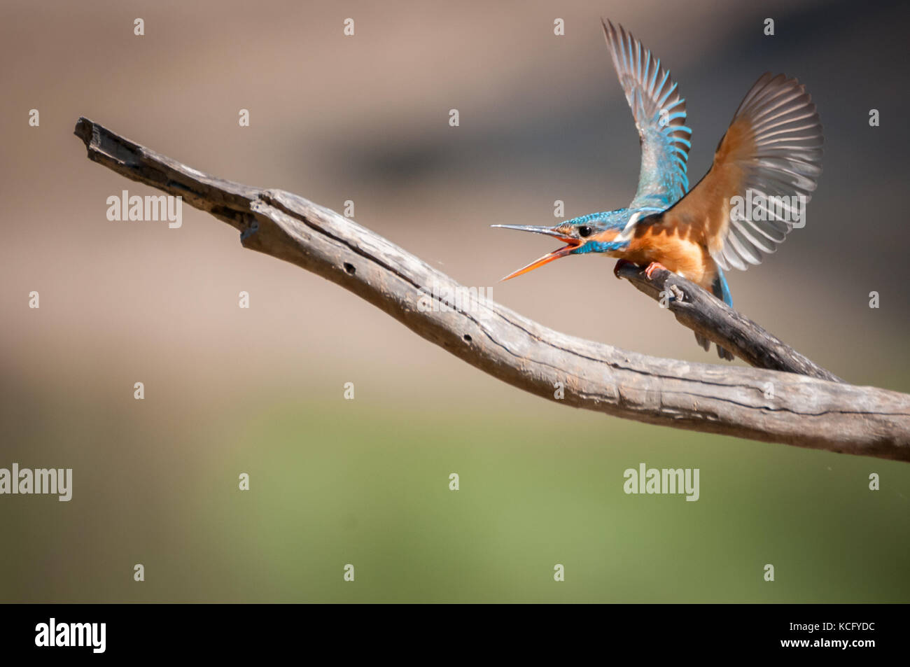 Kingfisher bird nel selvaggio Foto Stock