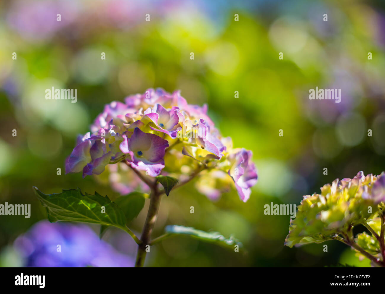 Ortensia. Foto Stock