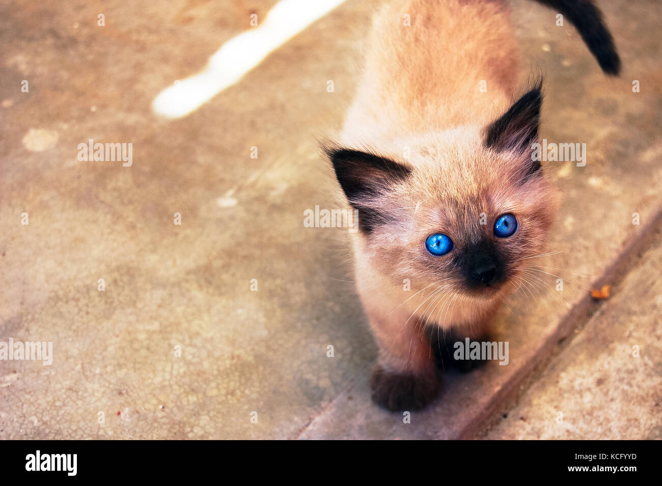 Piccolo gatto con gli occhi blu Foto Stock