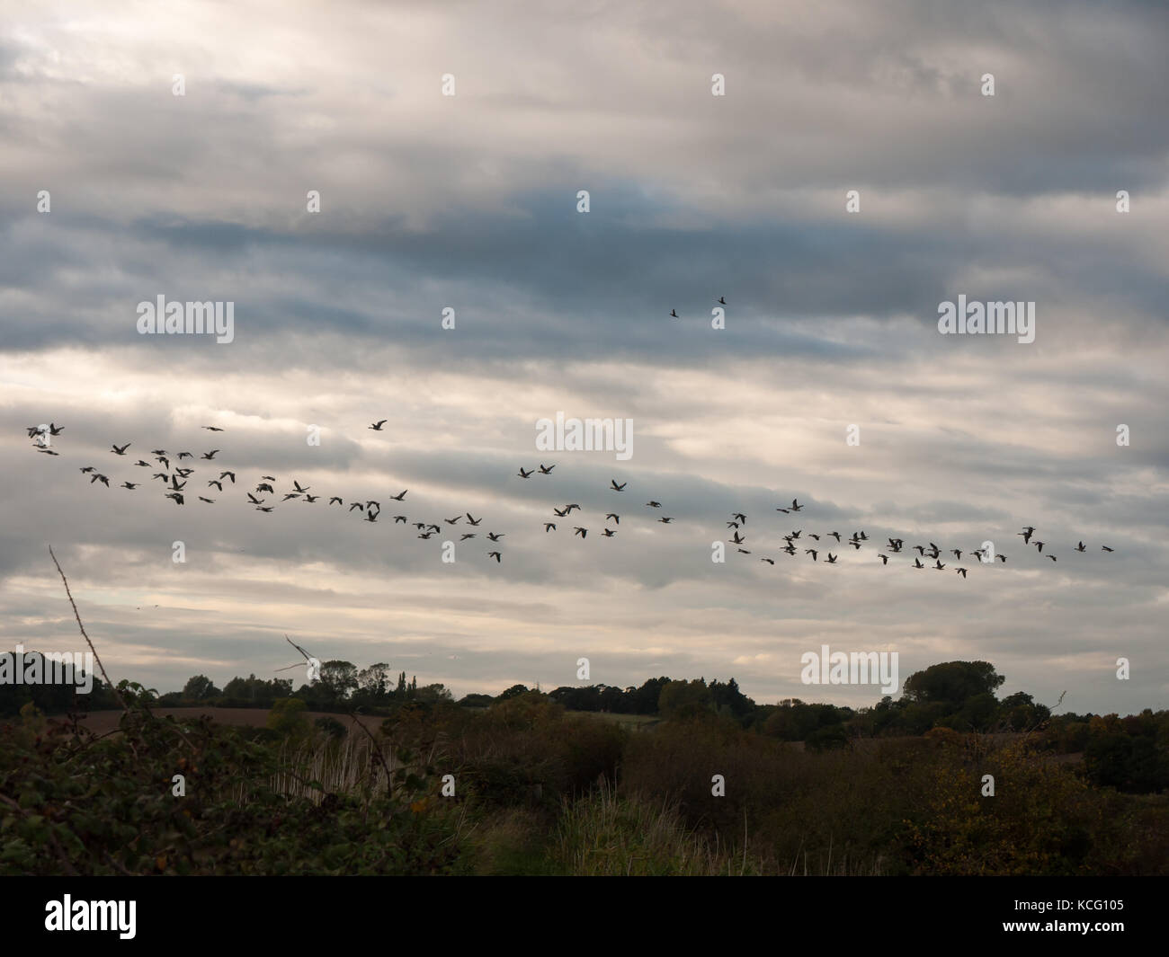 Sagome di oche in volo sopra il paese di scena in una linea sciame gregge; essex; Inghilterra; Regno Unito Foto Stock