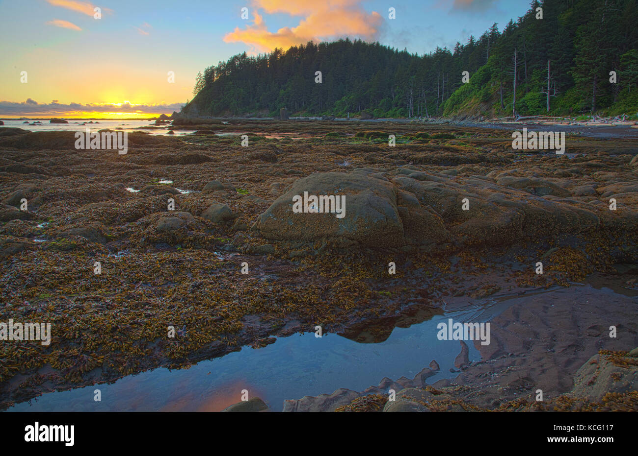 Rialto Beach Parco nazionale di Olympic nella contea di Clallam Seattle Washington Foto Stock