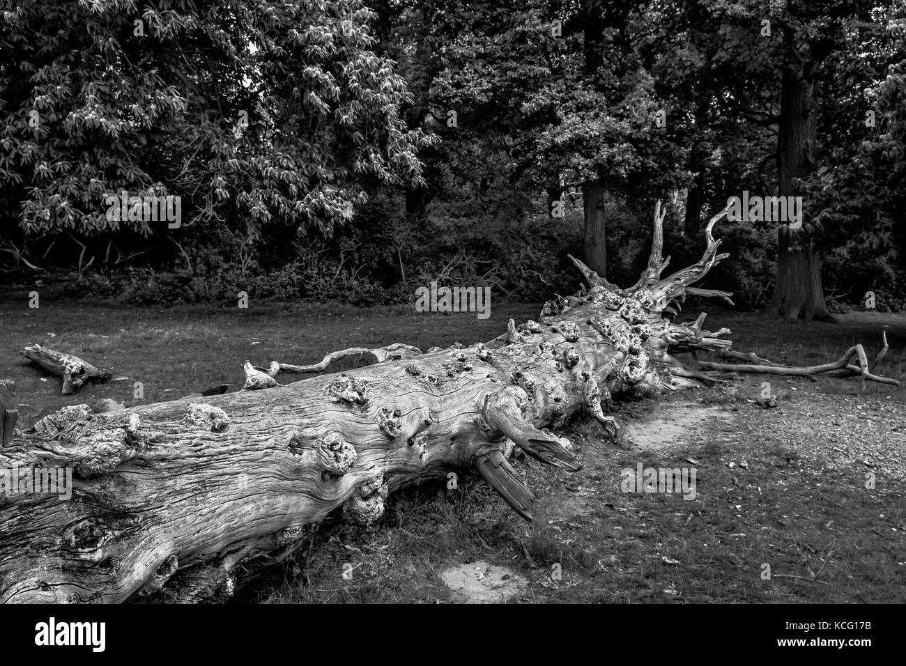 Singolo tronco di albero morto che posa in un bosco inglese in estate, Regno Unito Foto Stock