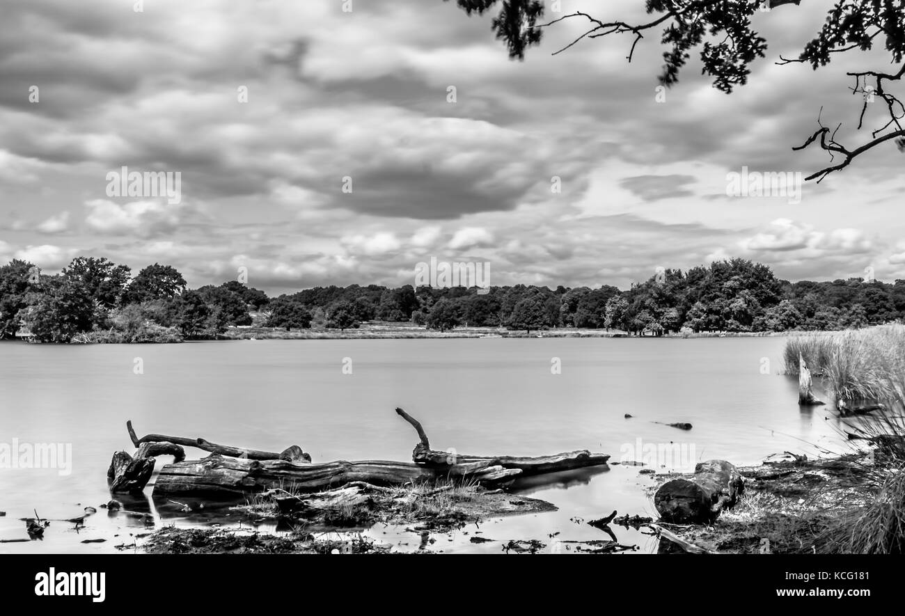 Tronchi di alberi morti in un laghetto in estate in un giorno coperto nella campagna inglese, Regno Unito Foto Stock