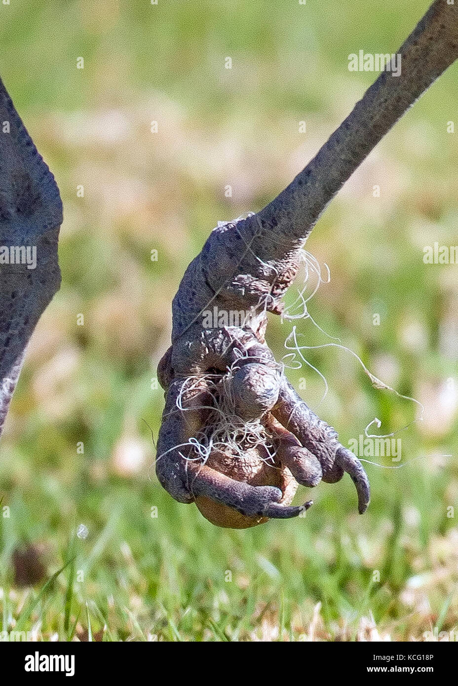 La lenza tagliata nel bird's piedi causando danni permanenti. Foto Stock