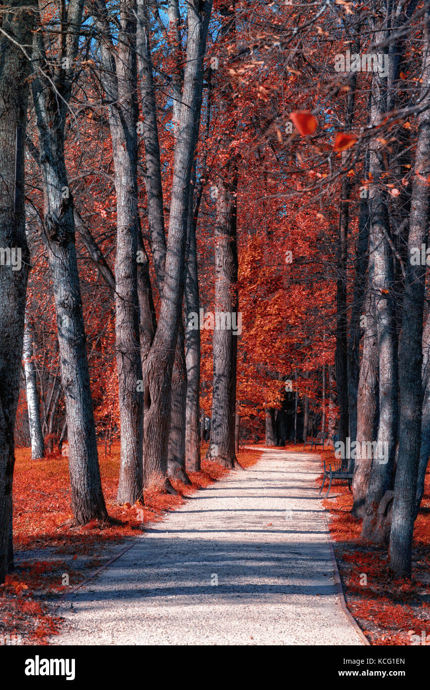 Paesaggio autunnale. parkway con alberi ai lati . Foglie di autunno nel parco. righe parallele di alberi Foto Stock