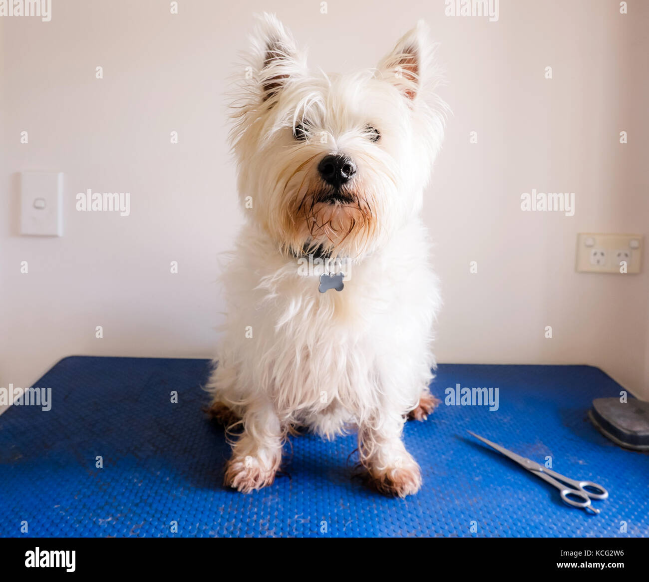 Scruffy sporco West Highland White Terrier westie cane sulla toelettatura tabella con le forbici Foto Stock