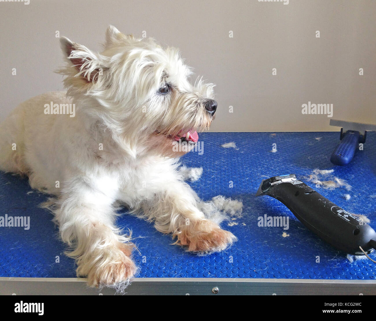 West Highland White Terrier westie cane metà groom sulla toelettatura tabella con clippers e pellicce Foto Stock