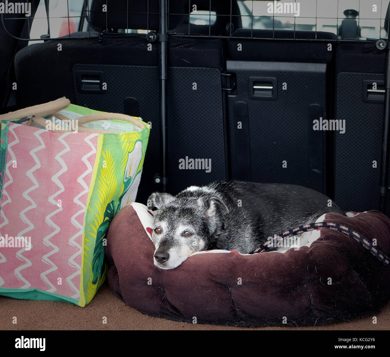 Senior cane sul filo accanto al sacchetto della spesa al guinzaglio a letto nel retro della vettura mentre il proprietario è lo shopping Foto Stock