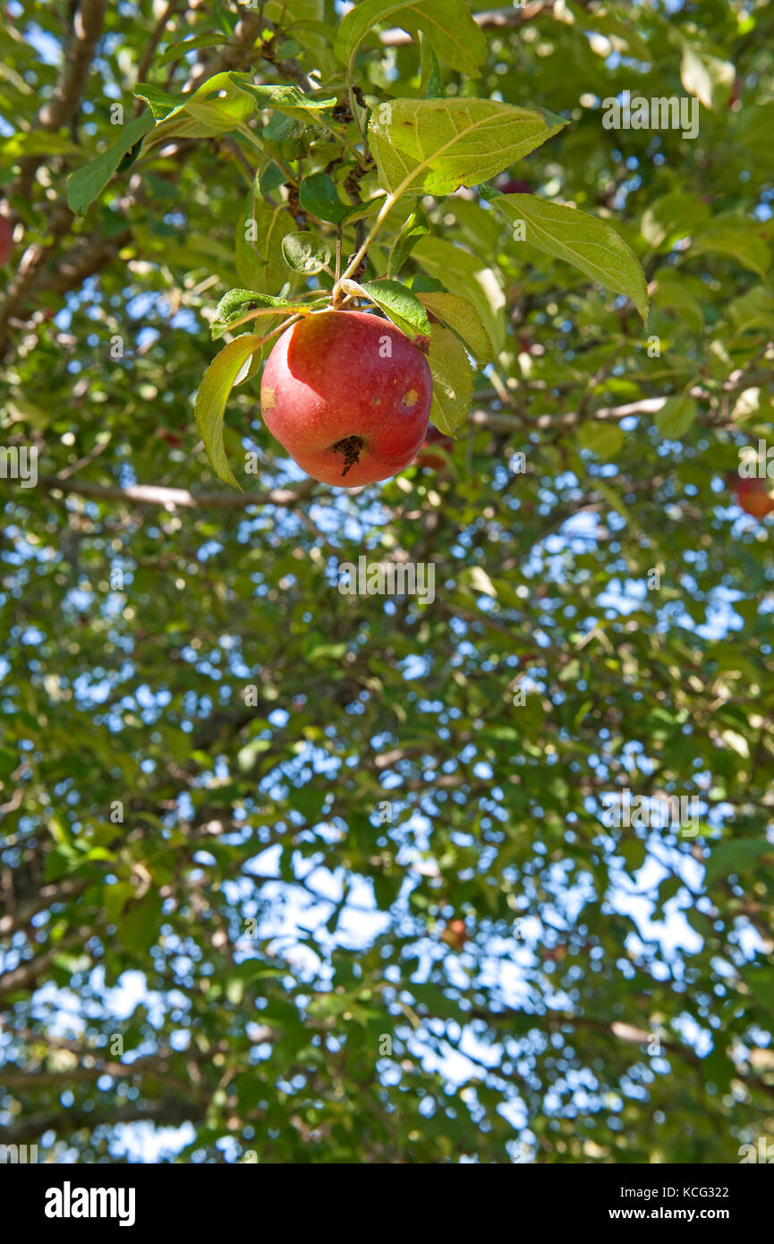 McIntosh crescente di Apple su apple tree Foto Stock
