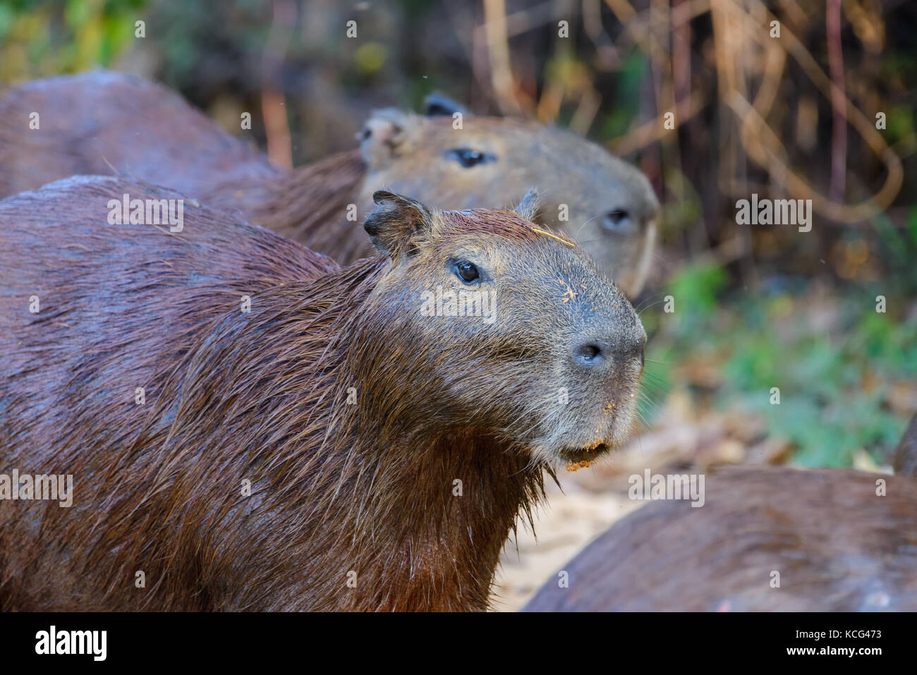 Famiglia Capybara presso il fiume Cuiaba, Pantanal settentrionale, Brasile. Foto Stock