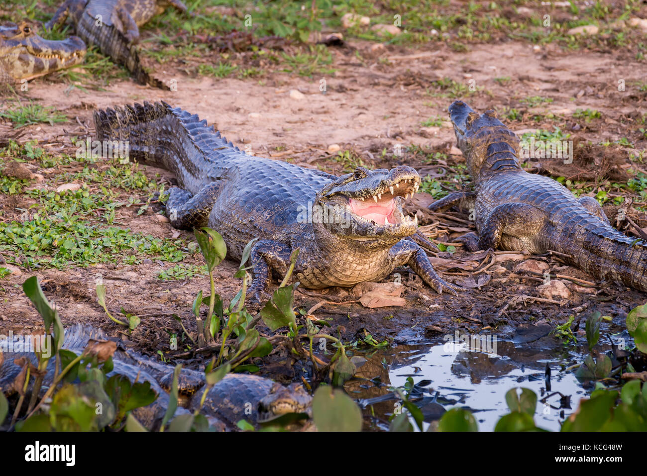 Caimano ampio-snouted dalla Via Transpantaneira, Pantanal settentrionale, Brasile. Foto Stock