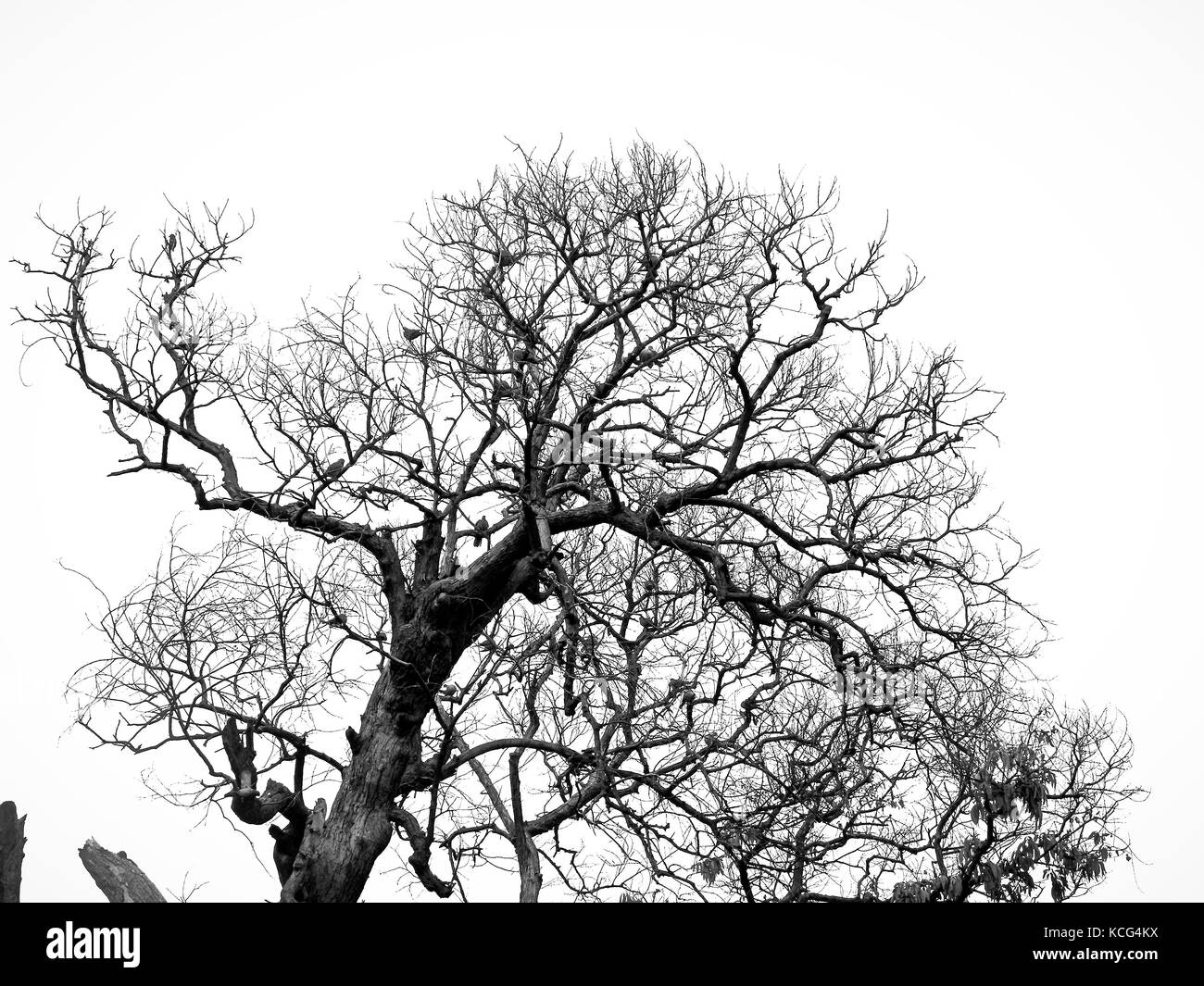 stagione autunnale Foto Stock