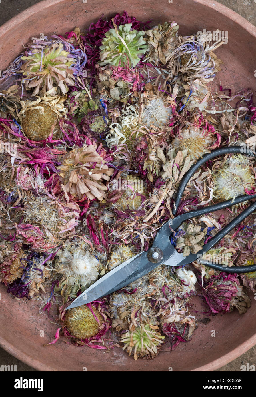 Callistephus chinensis. Aster gigante andrella singola semi misti, capi morti, fiori recisi e un paio di forbici di fiori in un vaso di terracotta Foto Stock