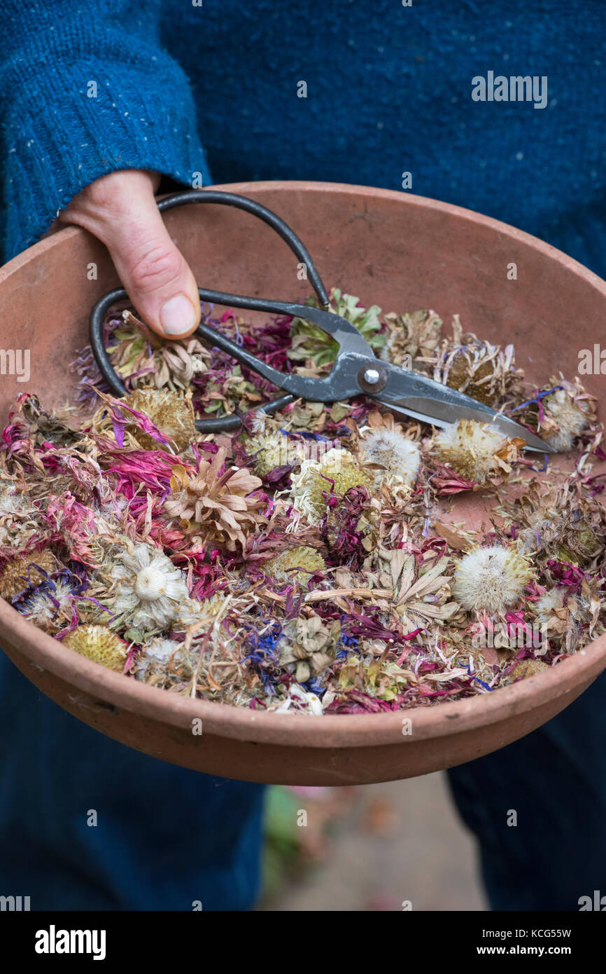 Callistephus chinensis. Giardiniere tenendo un recipiente con Aster gigante andrella singola semi misti, capi morti, fiori recisi e un paio di forbici per fiori Foto Stock