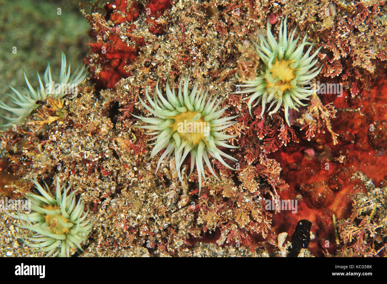 Bianca a strisce di anemoni anthothoe albocincta su roccia ricoperti di corto rosso e alghe brune. Foto Stock