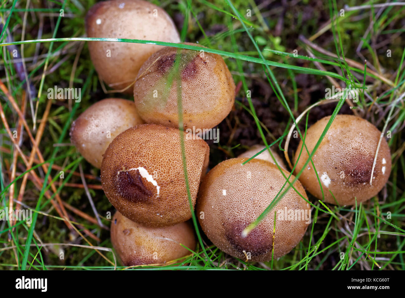 Un puffball è un membro di qualsiasi di vari gruppi di funghi nella divisione basidiomycota. Foto Stock