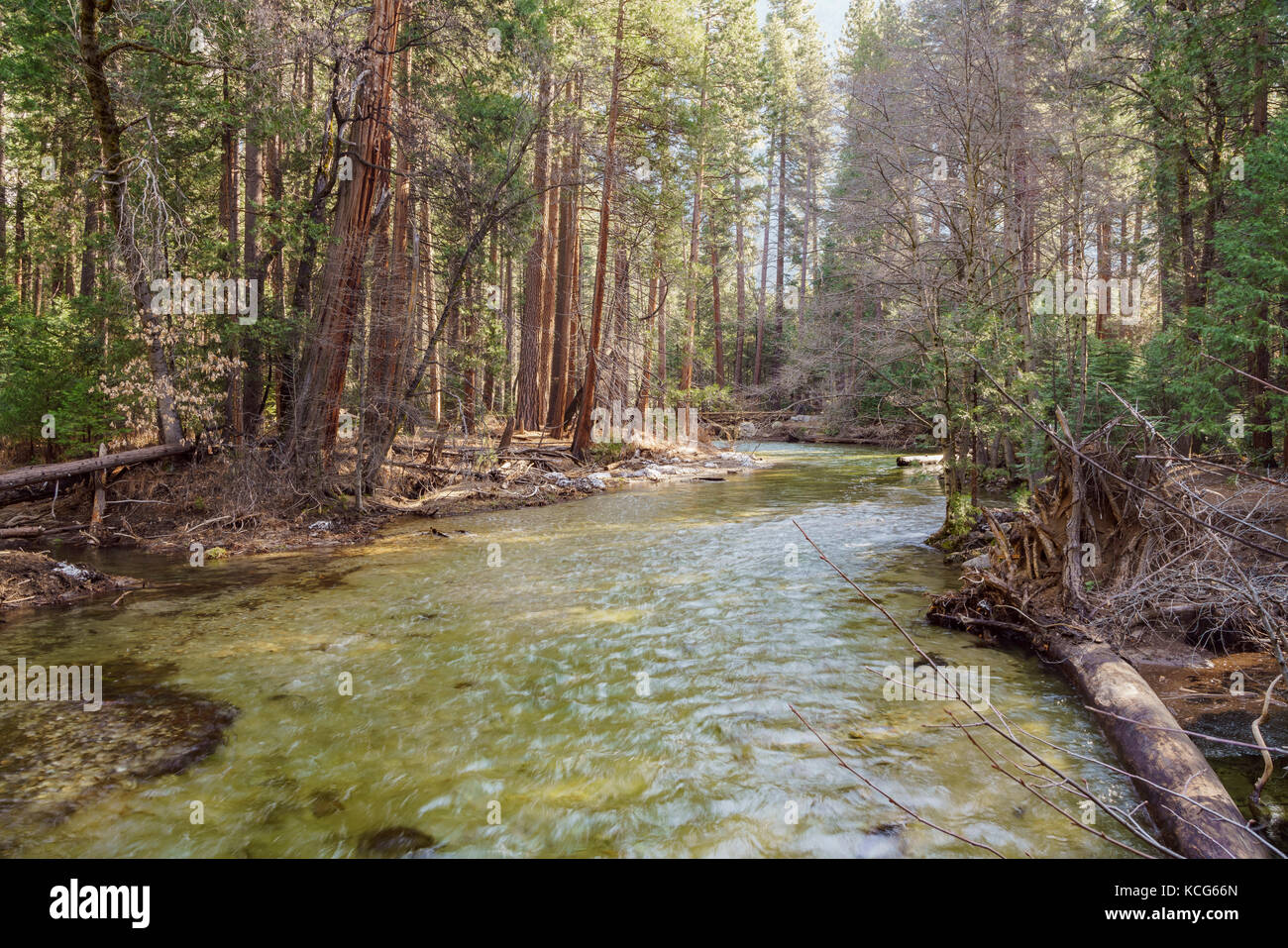 Merced River e la foresta a Yosemite National Park, California, Stati Uniti d'America Foto Stock