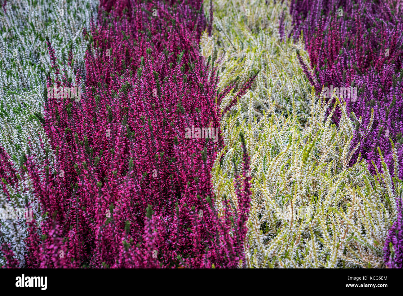 Fiori invernali (Erica): impianto e il mercato dei fiori in autunno in utrecht, Paesi Bassi Foto Stock