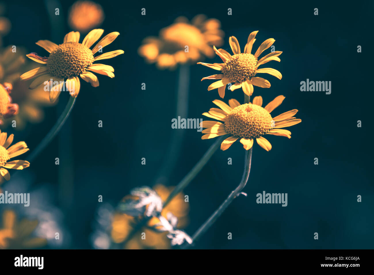 Giallo brillante fiori a margherita, closeup foto naturale su sfondo scuro con messa a fuoco selettiva e tonale di correzione del filtro Foto Stock