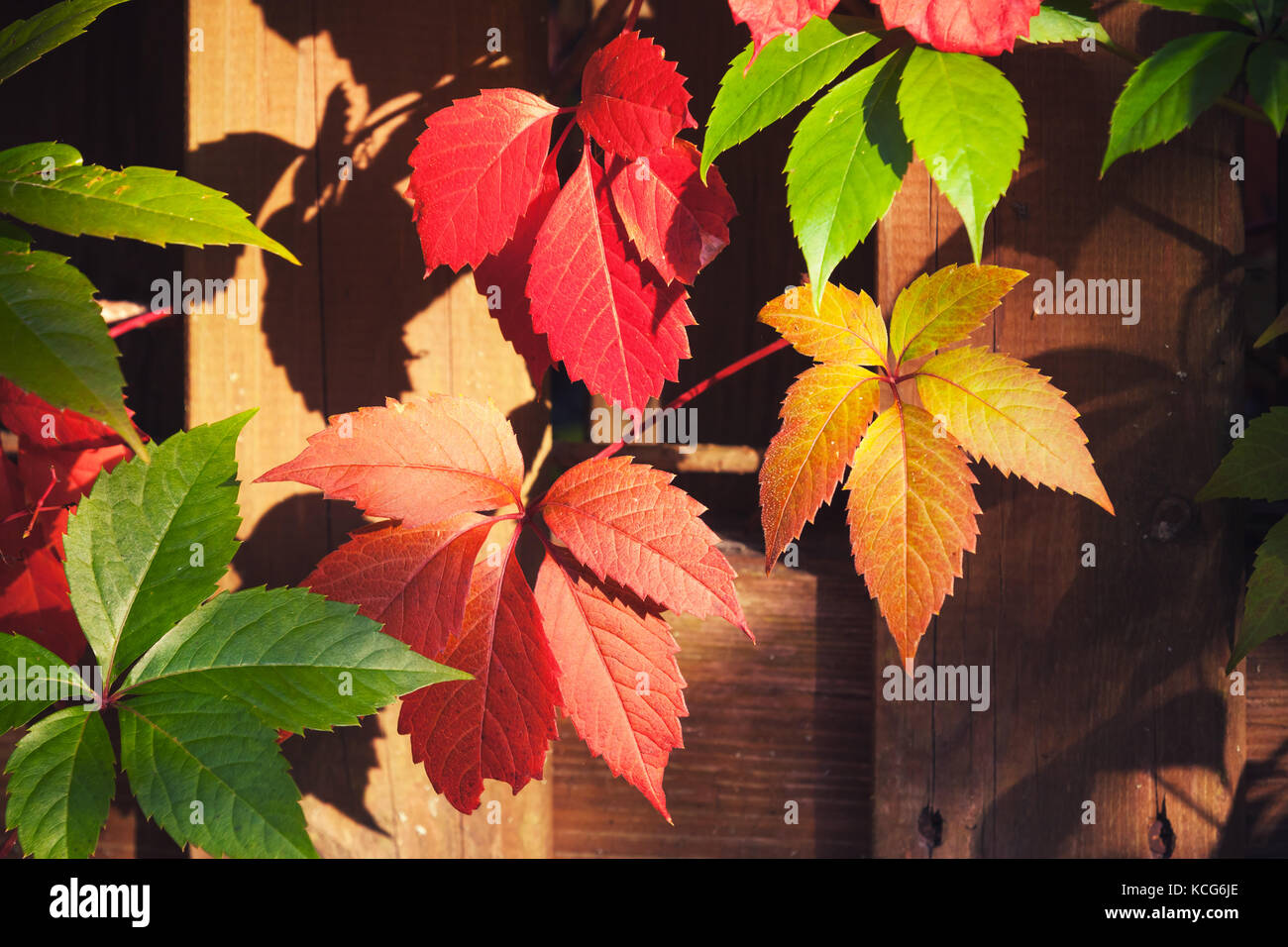 Luminose colorate uva ornamentali Foglie di autunno, close-up foto con messa a fuoco selettiva Foto Stock