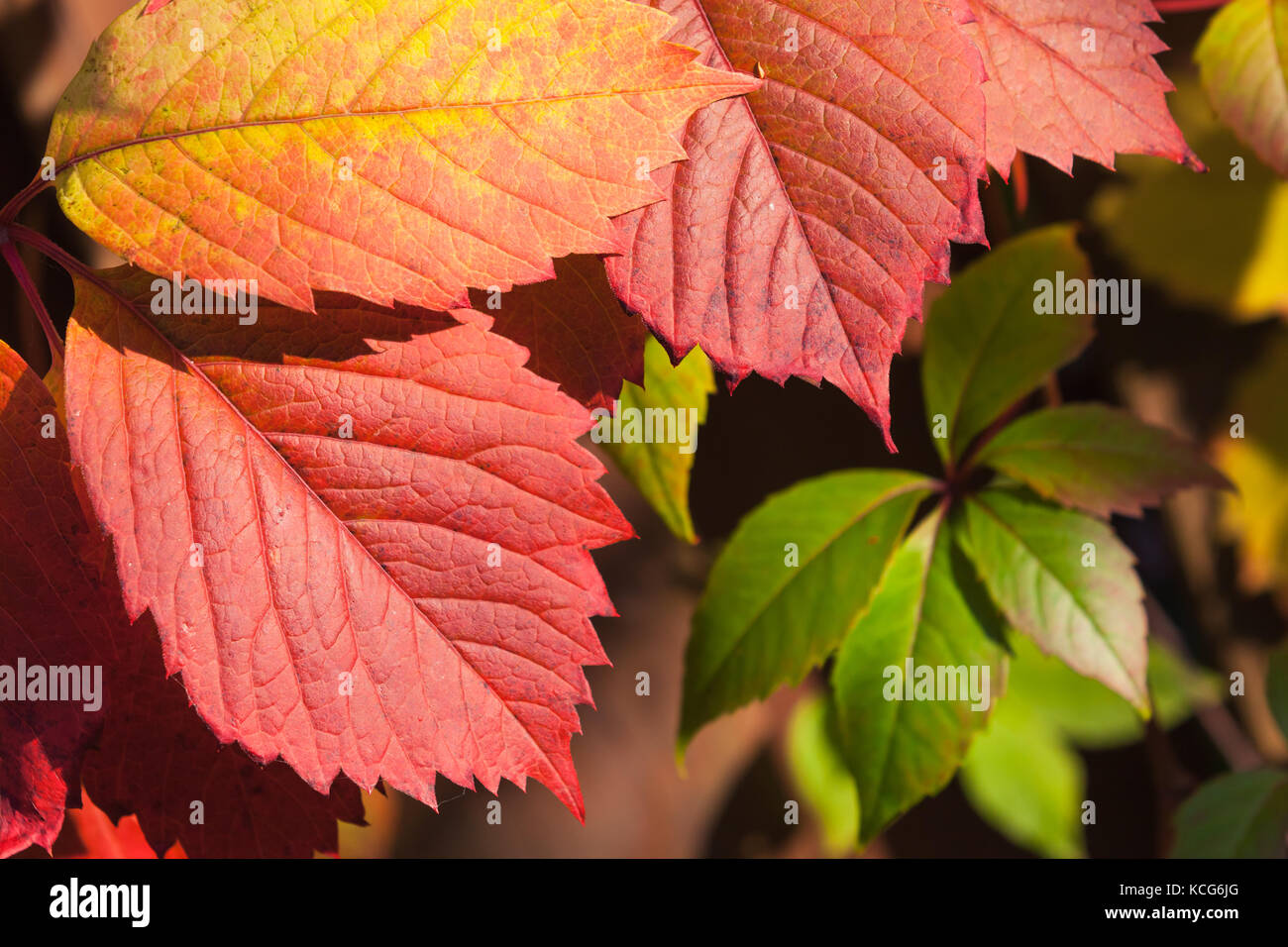Luminose colorate uva ornamentali Foglie di autunno, foto macro con il fuoco selettivo Foto Stock