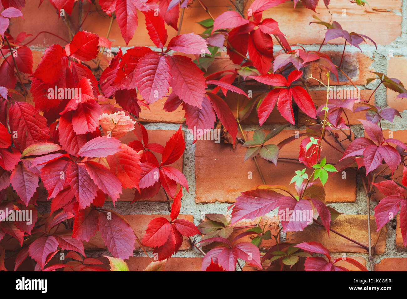 Rosso brillante uva ornamentali Foglie di autunno oltre il muro di mattoni Foto Stock