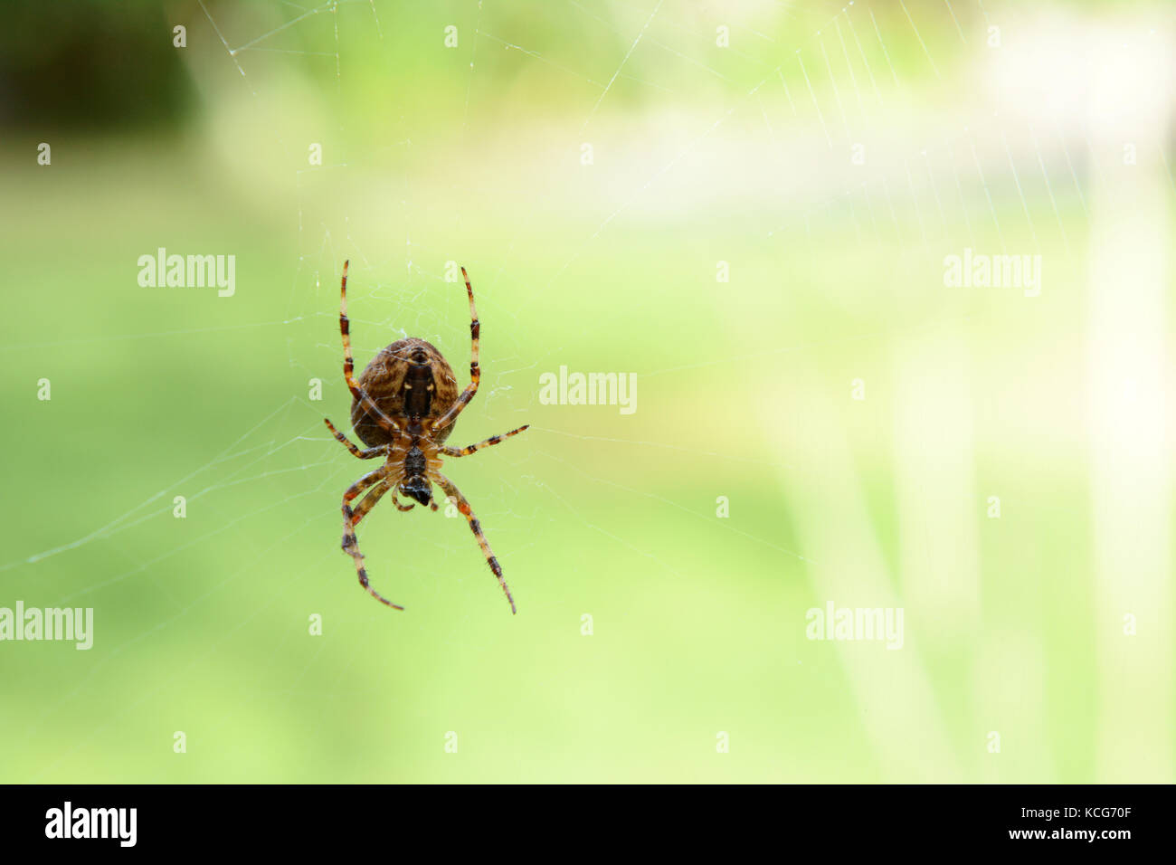 Orb weaver spider, una visione comune in autunno, si siede sul suo web contro una luce verde sfondo sfocato Foto Stock