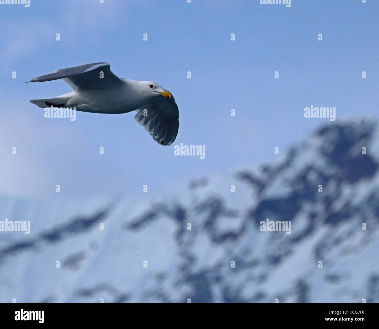 Glaucous-winged seagull battenti passato montagne coperte di neve in Alaska Foto Stock