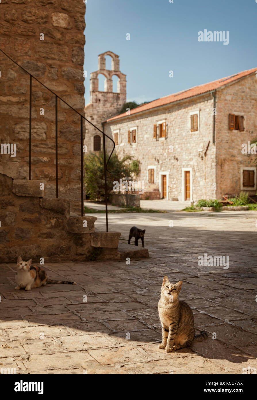 Gatti da una chiesa nella città vecchia (Stari grad) di Budva, Montenegro. Foto Stock