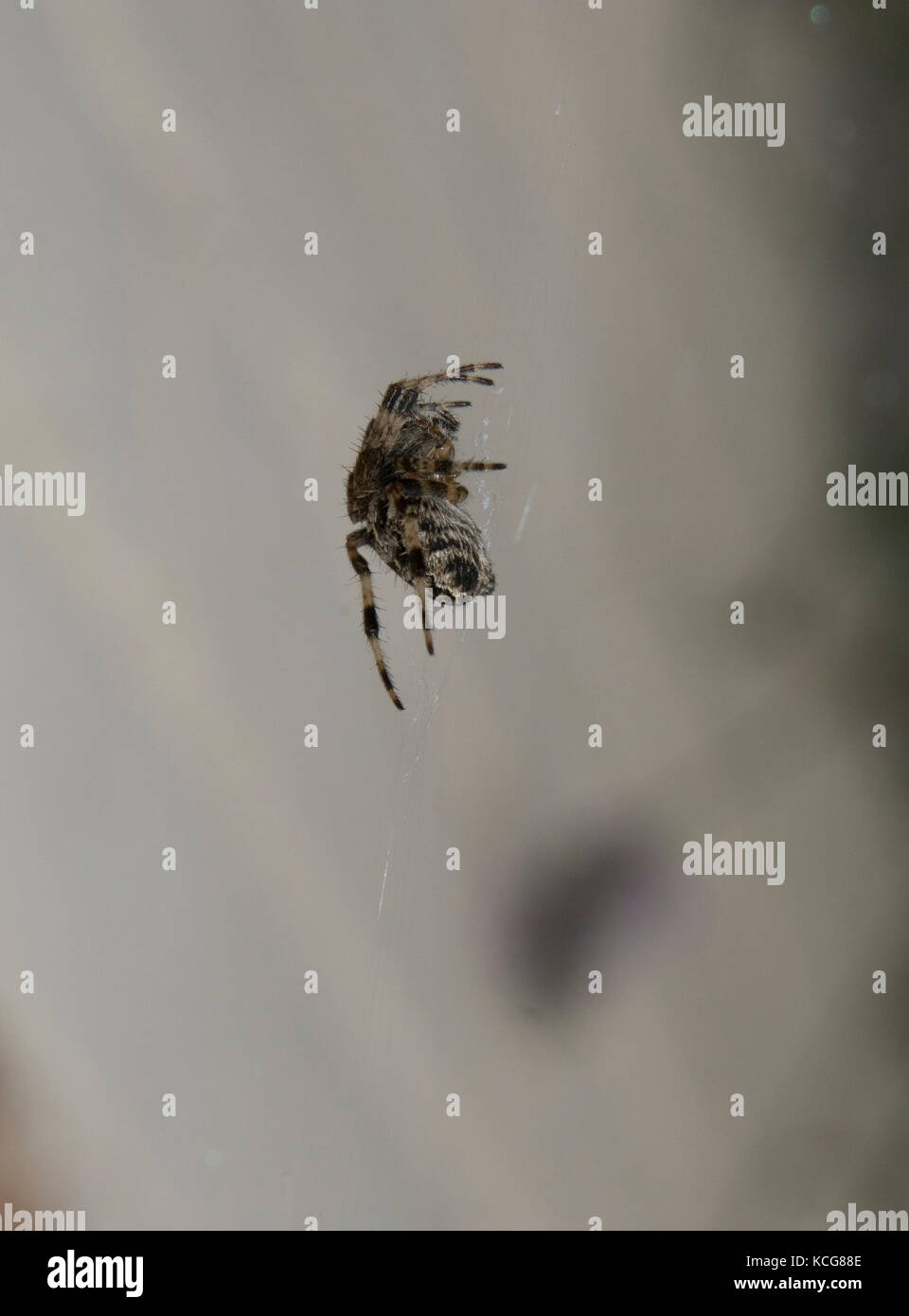 Giardino cross spider nel web Foto Stock