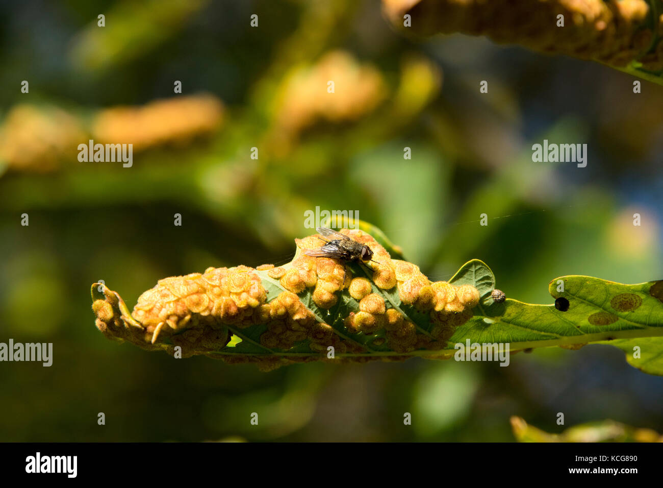 Volare sul morente foglie di quercia - segno di autunno Foto Stock