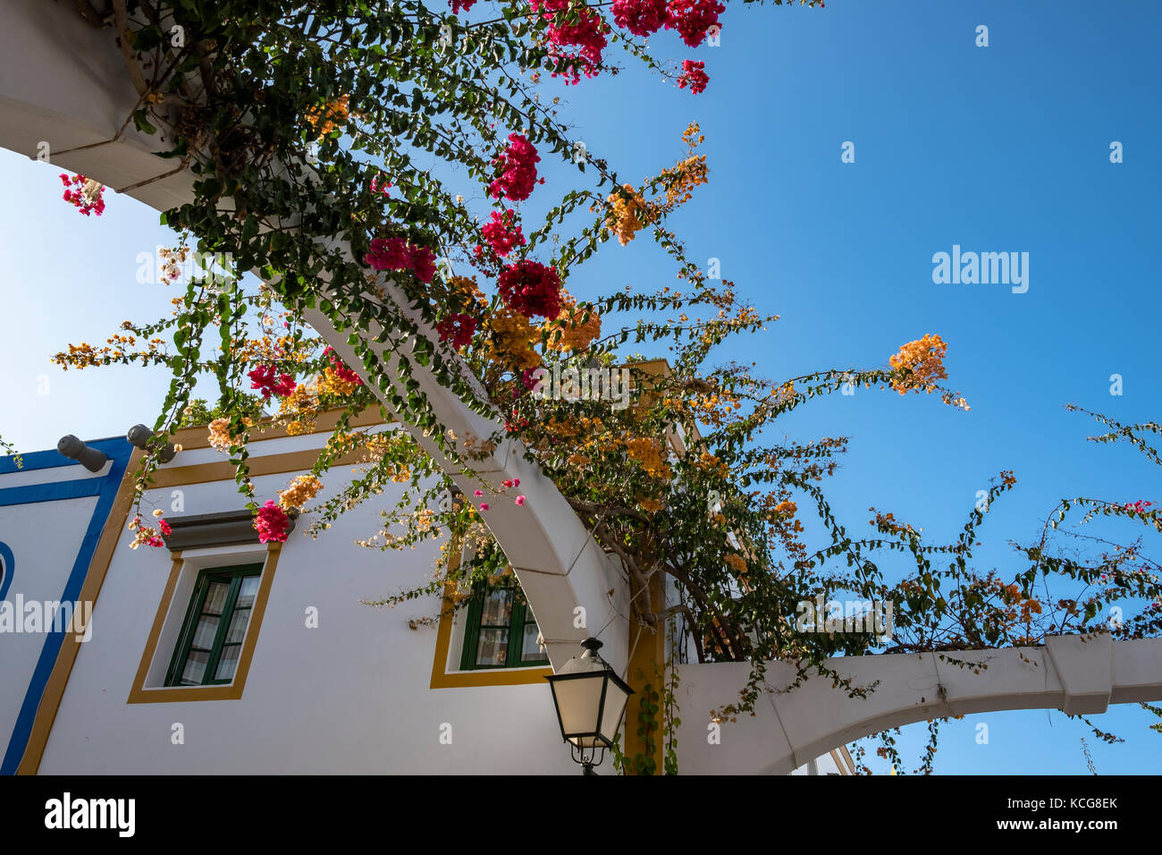 Alcune delle splendide piante e alberi per essere trovato in Puerto de Mogan, gran canaria, Spagna Foto Stock