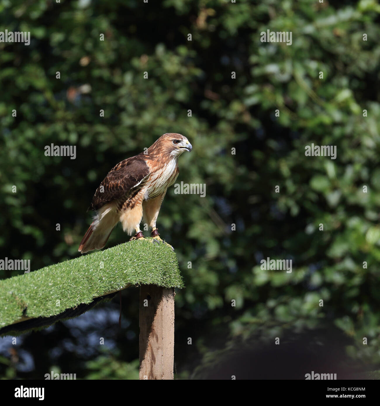 Red Tailed Hawk noto anche come Red-tailed poiana, Pollo Hawk e Harland's Hawk appollaiato Foto Stock