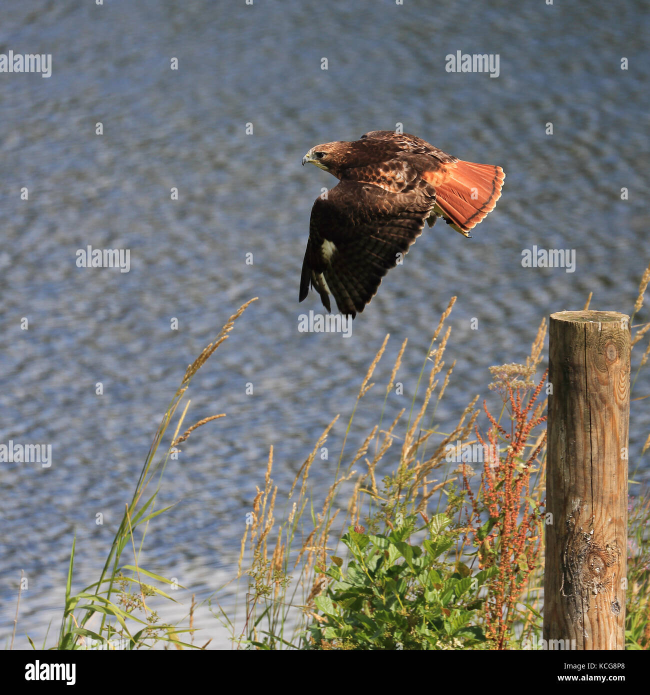 Red Tailed Hawk noto anche come Red-tailed poiana, Pollo Hawk e Harland's Hawk in volo Foto Stock