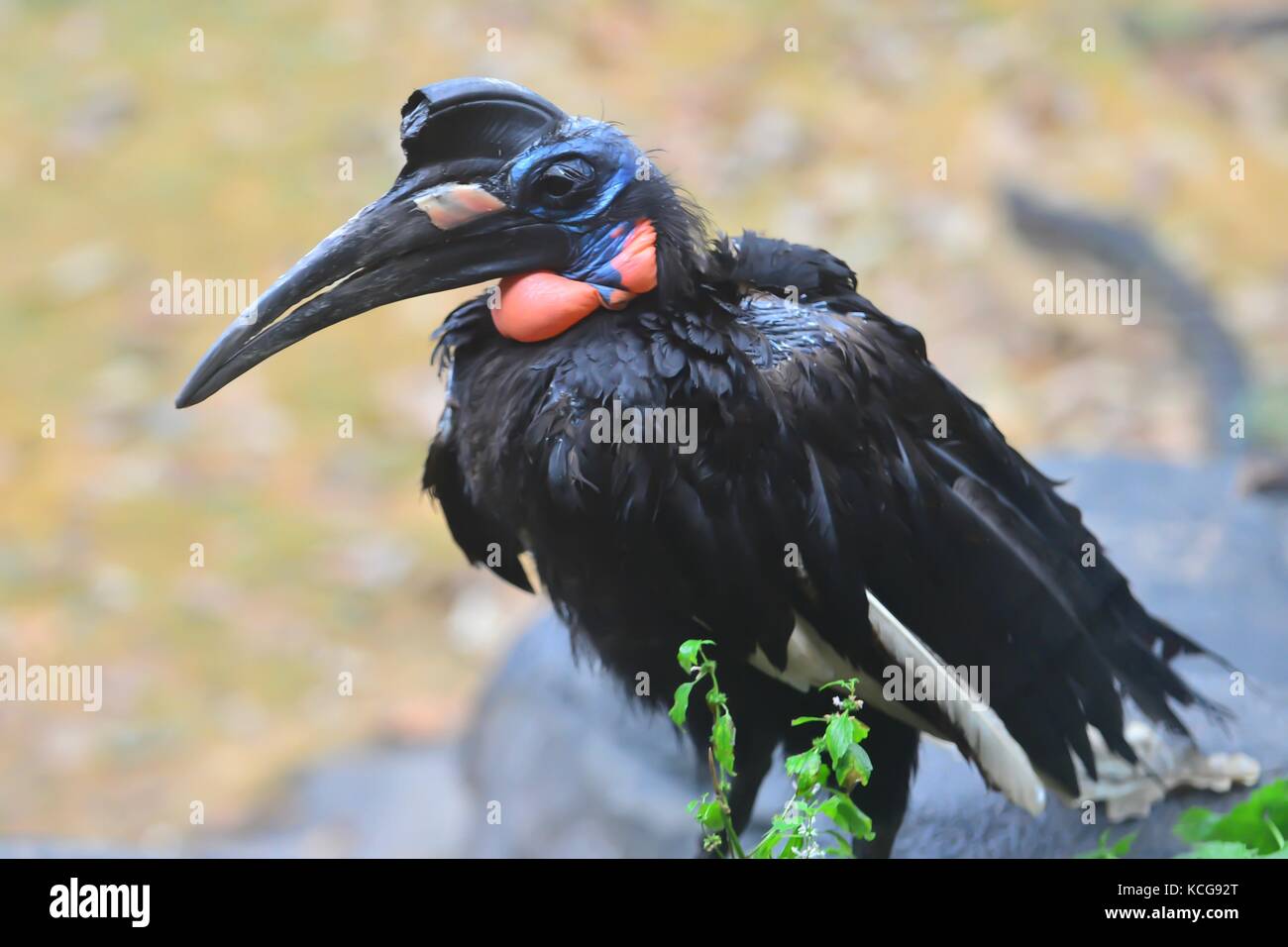 Uccello in cattività allo zoo Foto Stock