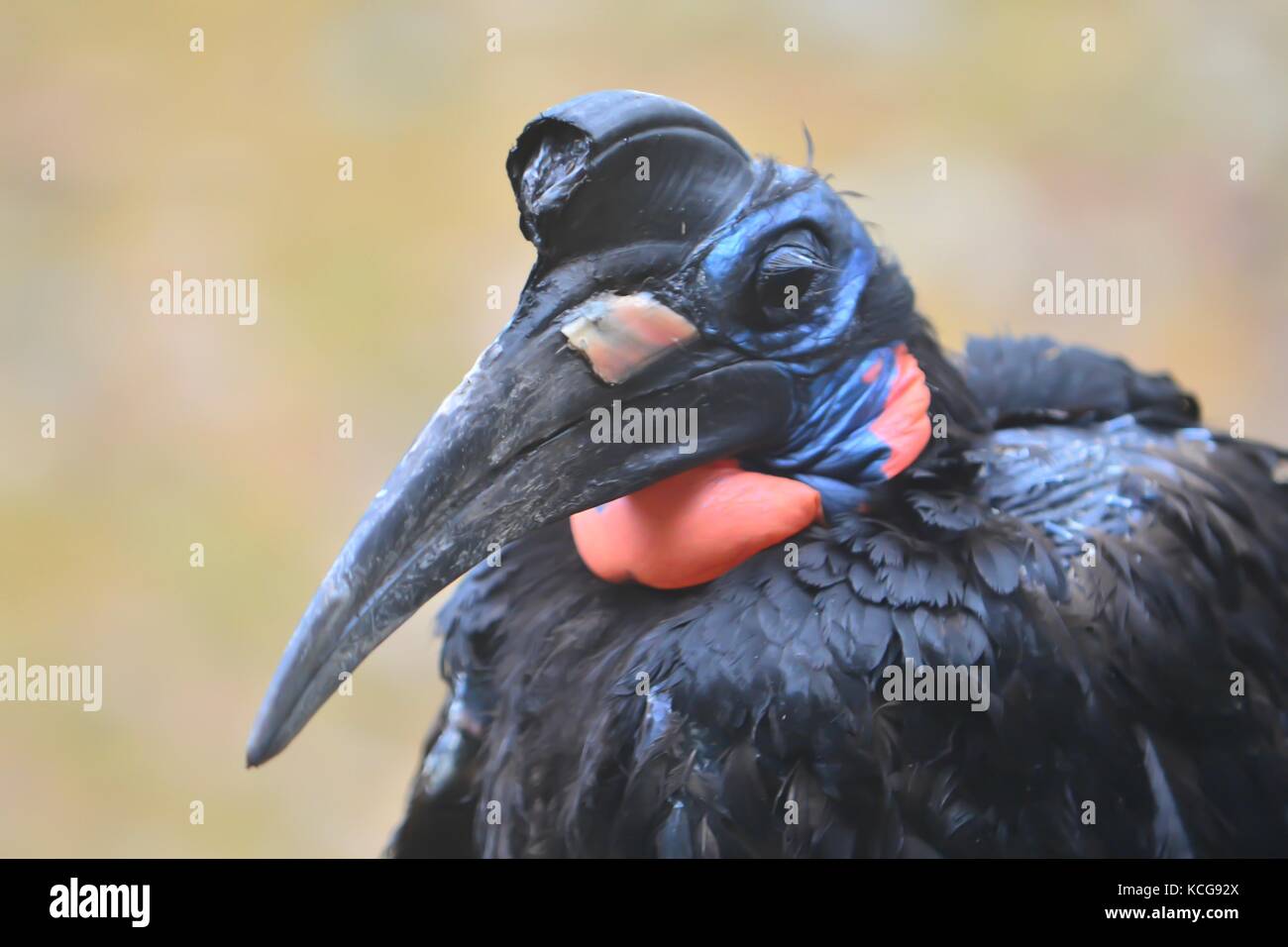 Uccello in cattività allo zoo Foto Stock