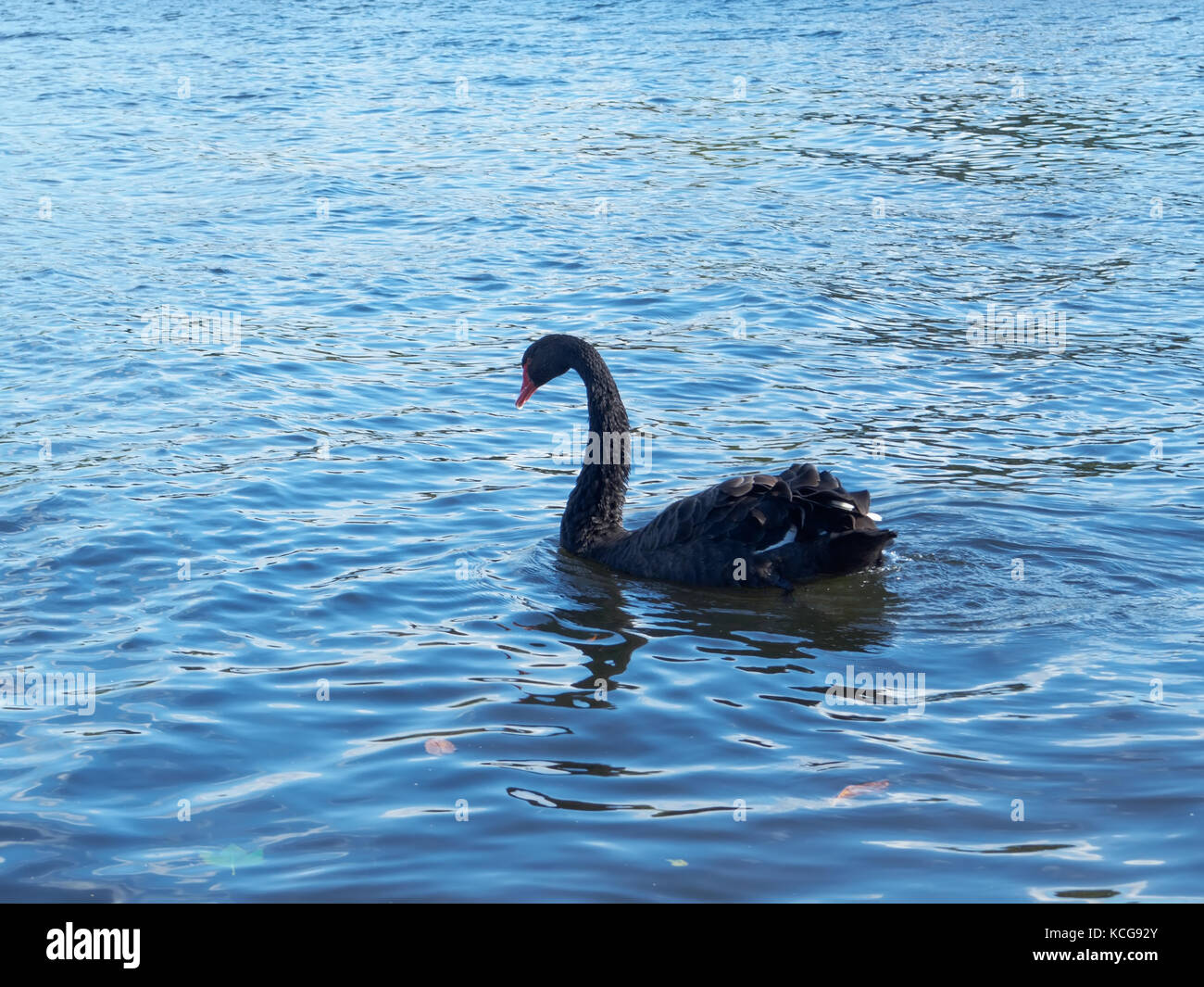 Un bellissimo cigno nero cygnus atratus nuotare in un laghetto in autunno. Foto Stock