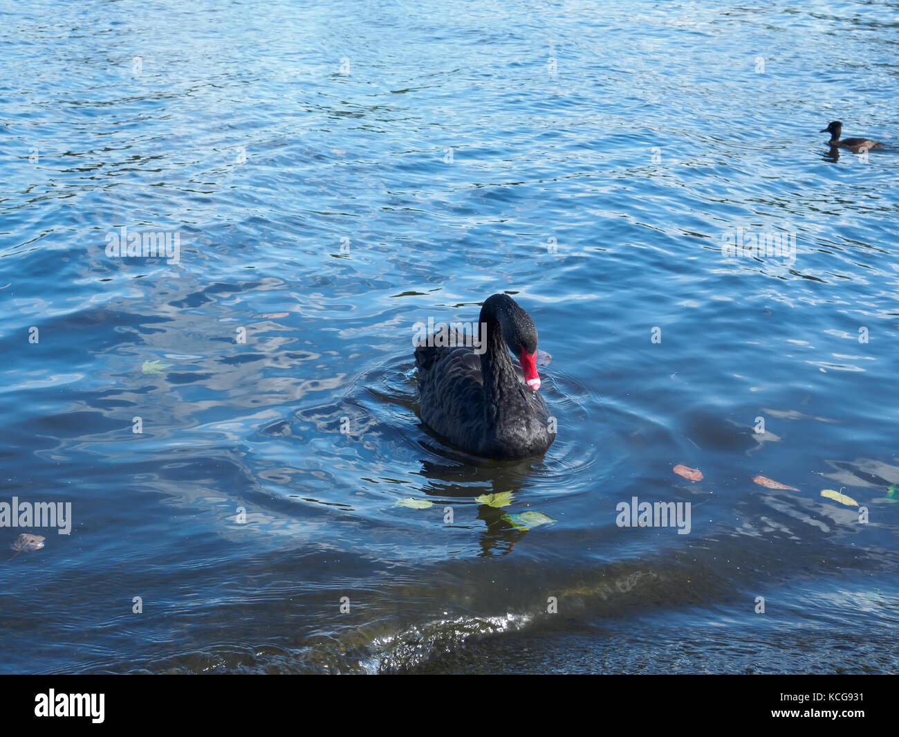 Un bellissimo cigno nero cygnus atratus nuotare in un laghetto in autunno. Foto Stock