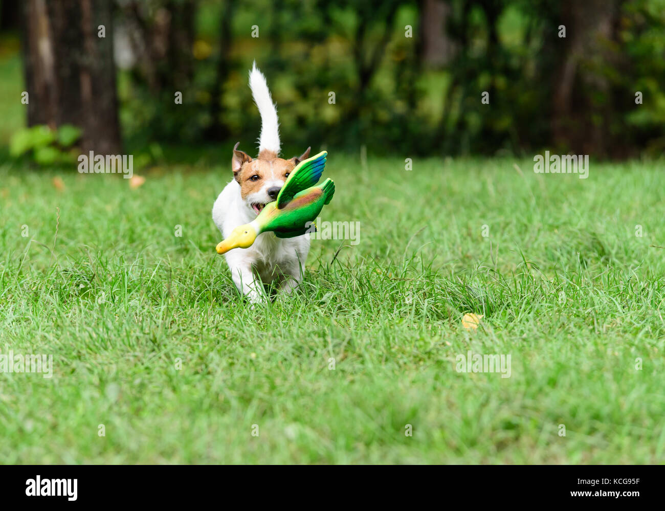 Lavorando terrier addestramento del cane giocattolo fetch di anatra Foto Stock