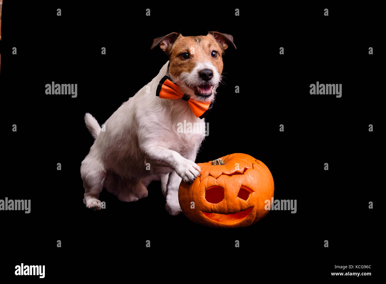 Cane in posa con la festa della zucca di Halloween isolati su sfondo nero Foto Stock