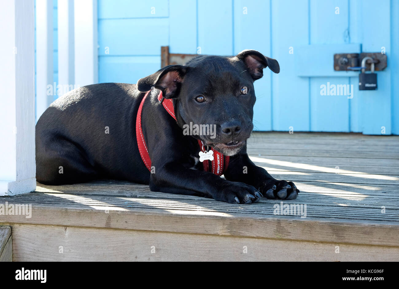 Staffordshire bull terrier cucciolo di cane posa su beach hut decking Foto Stock