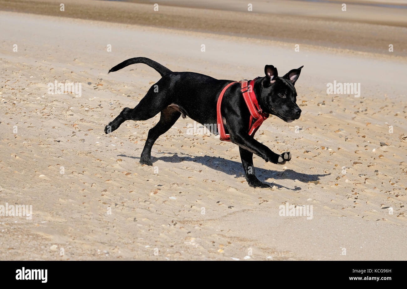 Staffordshire bull terrier cane sulla spiaggia Foto Stock