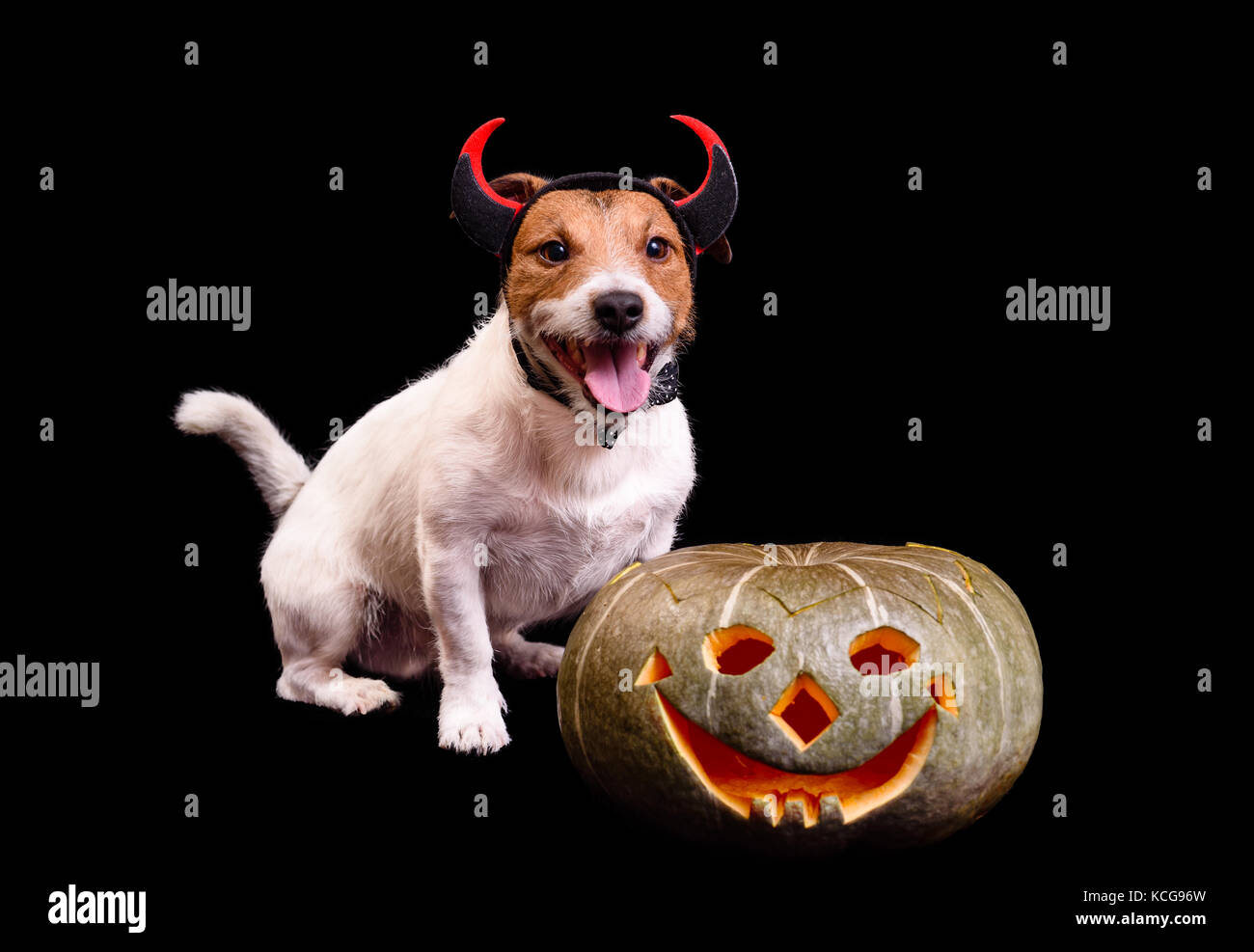 Sorridenti cane con diavolo corna e zucca di Halloween Foto Stock
