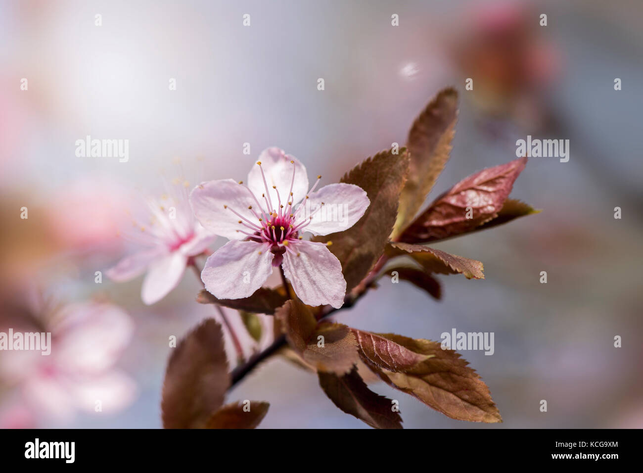 Black cherry plum, spring pink blossom,prunus cerasifera 'Nigra' Foto Stock