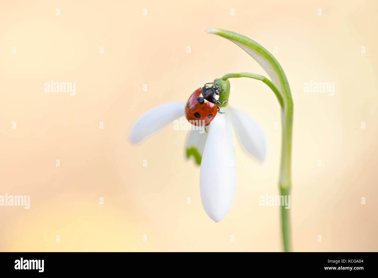7-spot ladybird su un snowdrop fiore di primavera Foto Stock