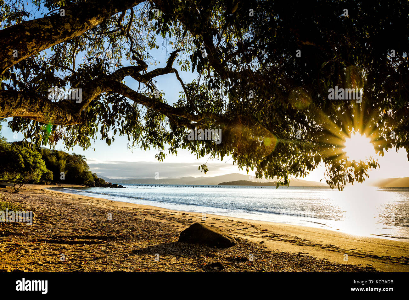Sole che splende attraverso l'albero alla spiaggia di barra do Sambaqui. Florianopolis, Santa Catarina, Brasile. Foto Stock